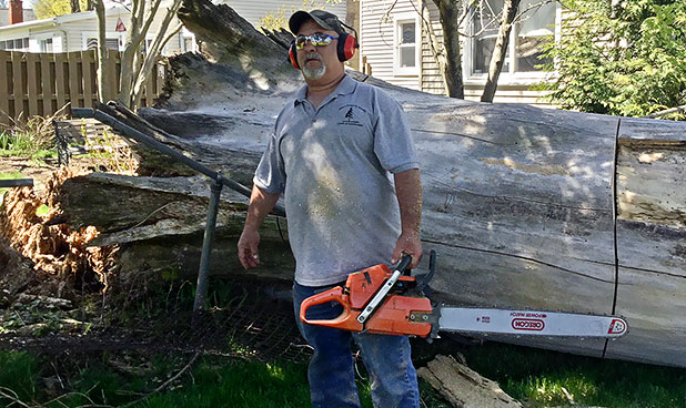 Paul Alba with chainsaw trimming a large fallen tree